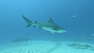 20240118 Playa del Carmen Bull Shark Scuba Diving Video 1 [upl. by Hulburt]