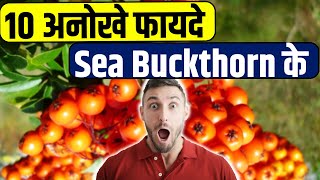 10 अनोखे फायदे Sea Buckthorn के  Sea Buckthorn Benefits  Sea Buckthorn Oil [upl. by Anthony599]