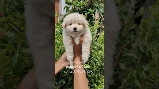 pomeranian puppy sale salem erode pollachi coimbatore karur tirupur royalkennel cute pet [upl. by Richardson385]