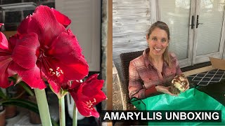 Unboxing New Amaryllis Bulbs And How To Care For Them 🌺 [upl. by Norat]