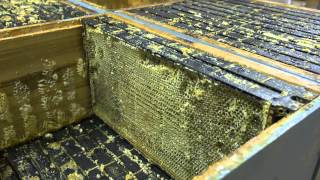 Manuka Honey Extraction NZ Honey [upl. by Purpura]