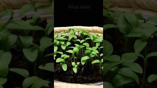 benih Parsley timelapse tanaman parsley seledri [upl. by Karlene]