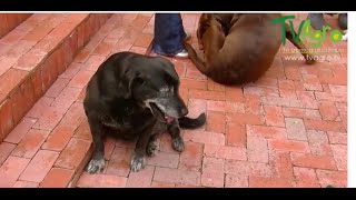 Síntomas de la Displasia de Cadera en Perros Labradores  TvAgro por Juan Gonzalo Angel [upl. by Abrahan100]