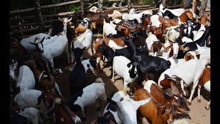 Start Goat rearing Agribusiness In Uganda  Farming The Future RestTV [upl. by Bilski367]