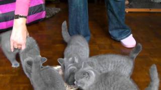 12 week old kittens enjoying their dinner [upl. by Eremaj201]