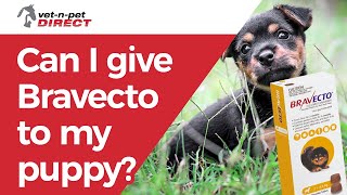 Can I give Bravecto to my puppy [upl. by Ccasi]