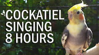 Pied Cockatiel Singing Sounds Tono Cockatiel Calls  Natural Song [upl. by Amikay871]