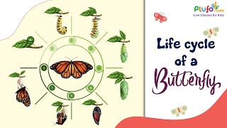 Life Cycle of A Butterfly  Basic Science for Kids  Always On Learning [upl. by Sears881]