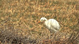 Grote zilverreiger vangt muis [upl. by Akinar]