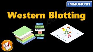 Western Blotting Immunoblotting  Principle and Complete Procedure Explained  FLImmuno81 [upl. by Durston]