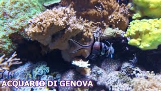 Acquario di Genova [upl. by Asenaj492]