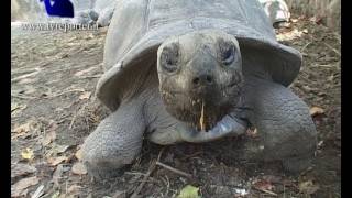 SEYCHELLES GIANT TORTOISE [upl. by Cecilio331]