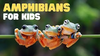 Amphibians  Educational Video For Kids  Amphibians Animals Names with Pictures [upl. by Qidas]