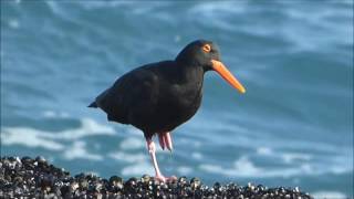 Ostrero negro africano Haematopus moquini en Hermanus [upl. by Hicks]