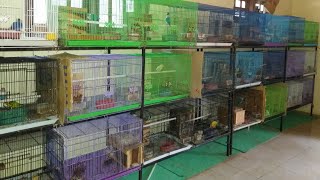 KANDANG TERNAK LOVEBIRD WARNA  ABDU SALAM BIRD FARM [upl. by Placido]