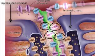 ExcitationContraction Coupling [upl. by Egiaf]