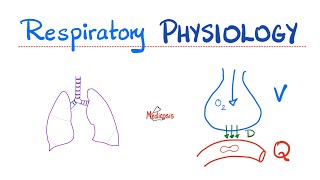 Lung Physiology Basics  Normal Quiet Breathing 😮‍💨  Inspiration amp Expiration  Diaphragm action [upl. by Assenov]