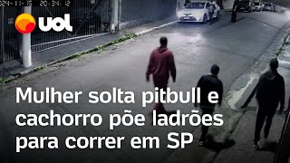 Pitbull expulsa ladrões após mulher soltálo para tentar impedir assalto em SP vídeo mostra momento [upl. by Gove]