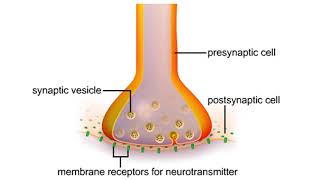 Chemical Synapse Animation [upl. by Jareb678]