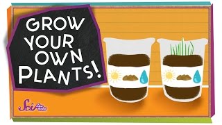 Grow Your Own Plants  sciencegoals [upl. by Mariann]