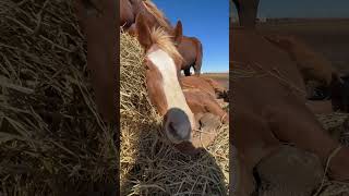 Retired Belgian Draft horse living his best life napping in the hay shorts horse [upl. by Nodmac]