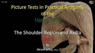 Picture tests in upper limb anatomy shoulder region and axilla 1 [upl. by Naired716]