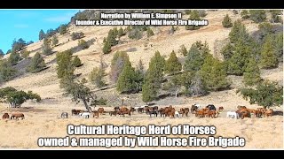 Cultural Heritage Herd of Horses descended from horses seen by Sir Francis Drake in the year 1580 [upl. by Campball568]