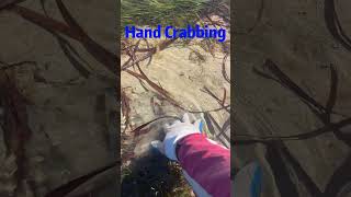 Hand Crabbing  How to catch crabs  blue crabs [upl. by Strenta]