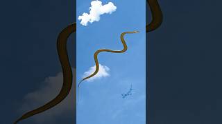 Flying Snakes Carnivorous Hunters of the Treetops snake animals [upl. by Ttam]