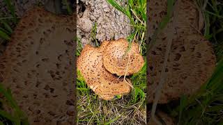 Pheasant Back mushrooms across the street shorts gardening mushroom [upl. by Iah]