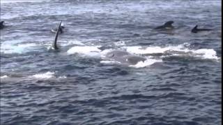 Overwhelming mating scene of Sperm whales end April 2013  Pottwalpaarung [upl. by Christiansen547]