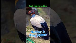 Top 5 Most Horror Birds In The World top5birds viralshorts trendingshorts birds horrorshorts [upl. by Ilat124]