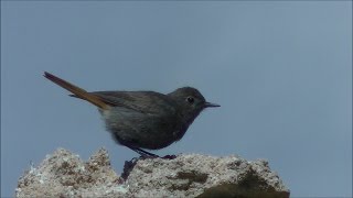 Colirrojo tizón Phoenicurus ochruros Black Redstart [upl. by Madelin]