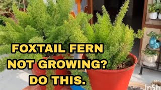 How to Make Foxtail Fern bushy [upl. by Eiclehc33]