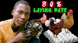 USE THESE 3 TRICKS YOUR LOCAL CHICKENS WILL LAY EGGS EVERYDAY [upl. by Haliled]