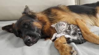 Kitten With Separation Anxiety Cant Sleep Without His Dog [upl. by Penhall]