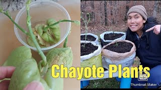 Planting CHAYOTE quotSEEDSquot in Grocery Bags  Zone 7A Gardener [upl. by Bremer]