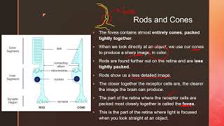 Coordination and Response Part II  igcse prasannalc biology [upl. by Valenba177]