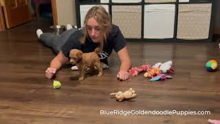 Toy Goldendoodle LItter Blue Ridge Goldendoodle Puppies [upl. by Quincy]