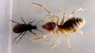 Жужелица vs Сольпуга Ground Beetle vs Camel Spider [upl. by Aoniak]