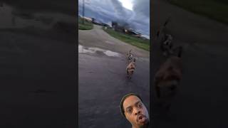 Pitbulls Chase Man on Bike 🚴 That was a close call 😥 youtubeshorts mrbrownreacts shorts [upl. by Namurt]