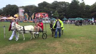 Guernsey Donkey Derby BBC Guernsey vs Island FM Part1 [upl. by Aniral841]