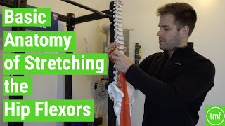 Basic Anatomy of Stretching the Hip Flexors  Ep 106  Movement Fix Monday  Dr Ryan DeBell [upl. by Ivek]