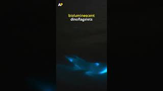 Baby Dolphin swims through Bioluminescent Waters [upl. by Ihsar851]