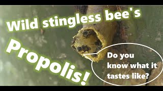 How to harvest propolis from wild stingless bee [upl. by Burty]