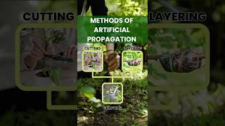 Artificial Propagation Methods Explained Cutting Layering amp Grafting [upl. by Suelo]