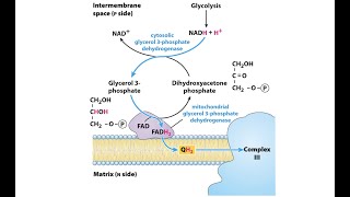 Glycerol 3 Phosphate Shuttle [upl. by Aloke]