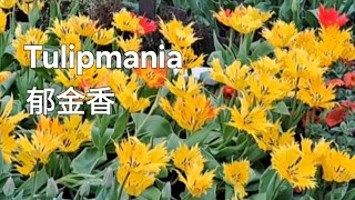 Tulipmania～Gardens by the Bay郁金香展～滨海湾花园 [upl. by Maltzman]