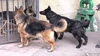 НЕМЕЦКИЕ ОВЧАРКИ питомника quotАркадия СелексquotGerman Shepherd Dog of kennel quotArcadia SELEXquot Одесса [upl. by Sisto686]