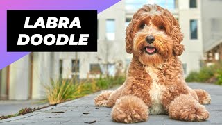 Labradoodle 🐶 The Friendliest Crossbreed Dog shorts [upl. by Rickey248]